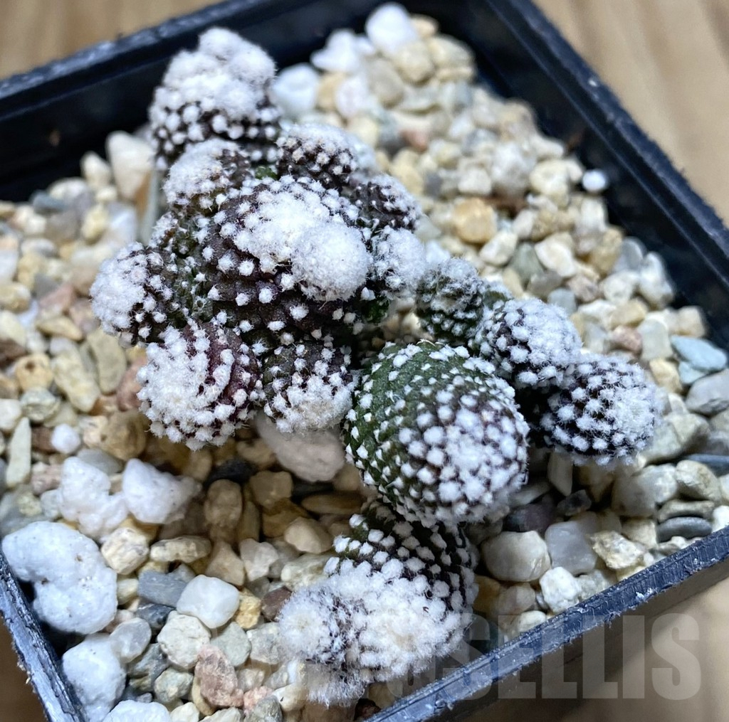 SHPR38887 Copiapoa tenuissima f. monstrosa