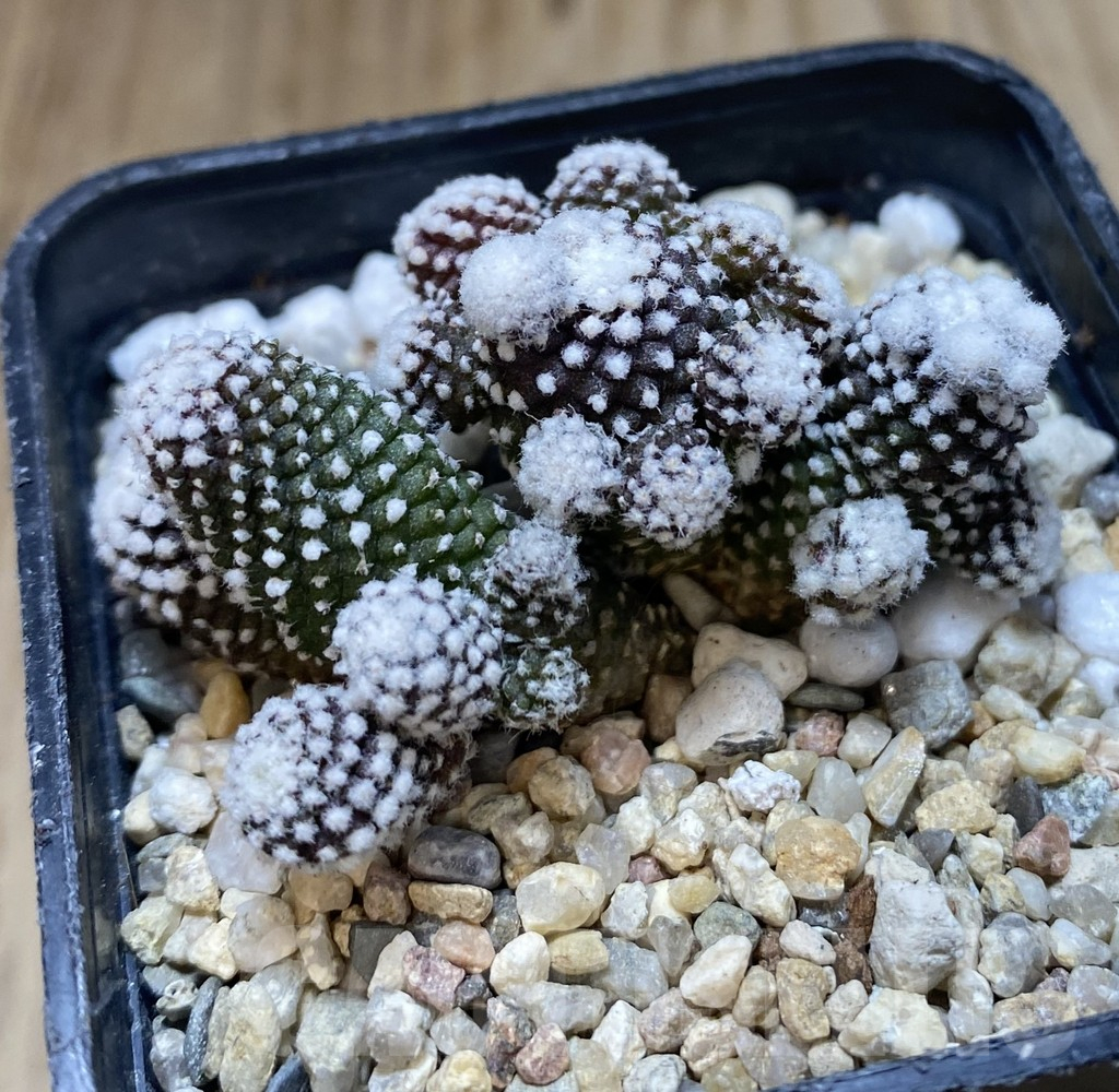 SHPR38887 Copiapoa tenuissima f. monstrosa - Image 2