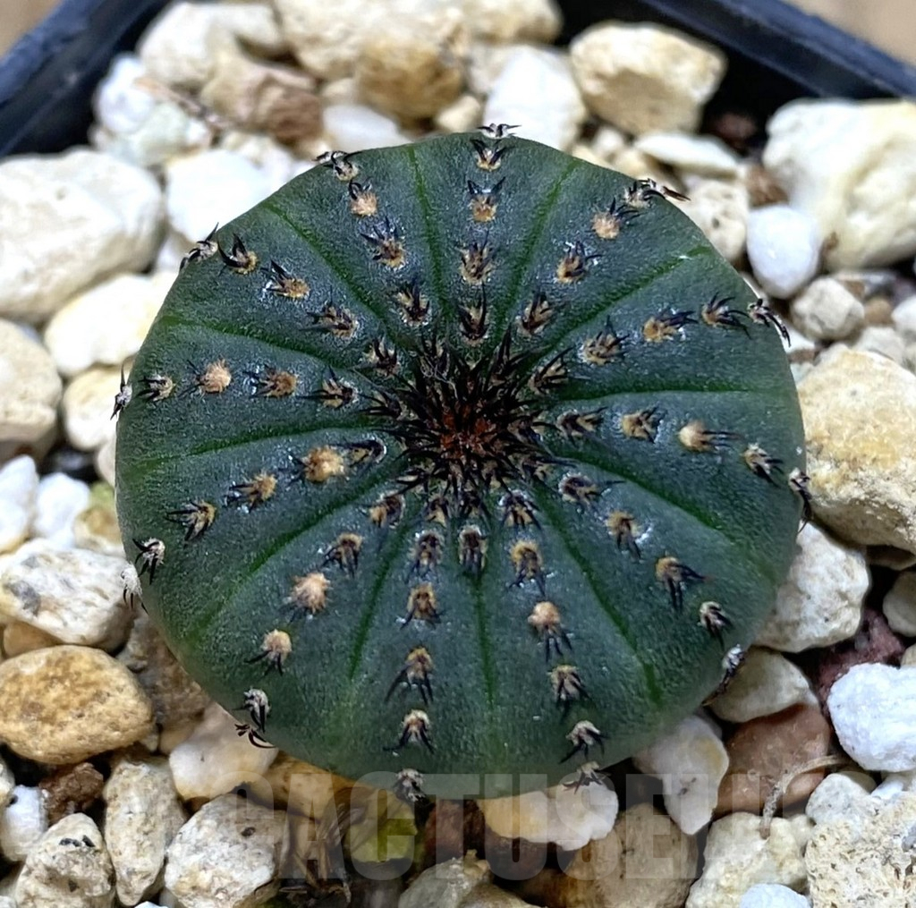 SHPR38888 Frailea asterioides