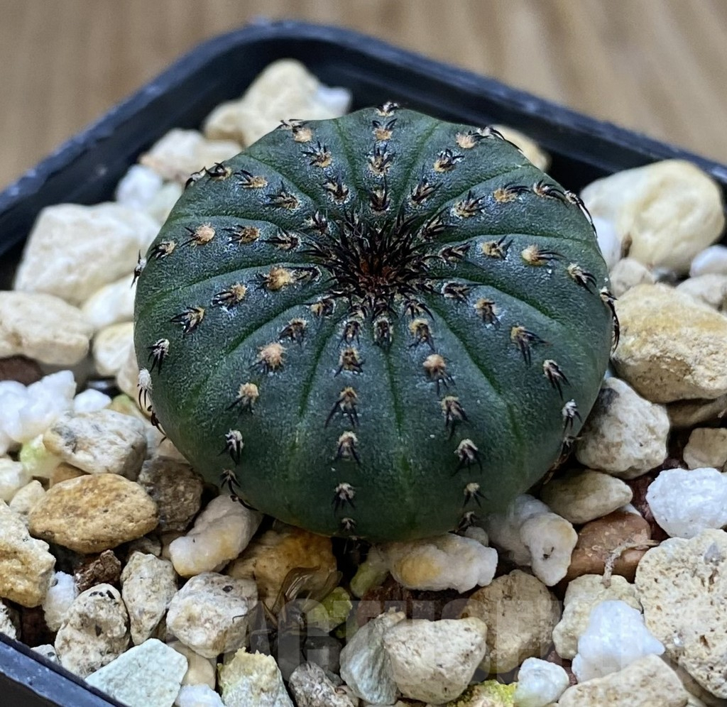 SHPR38888 Frailea asterioides - Image 2