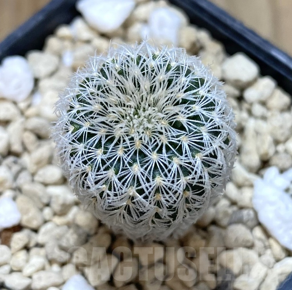 SHPR38889 Frailea densispina