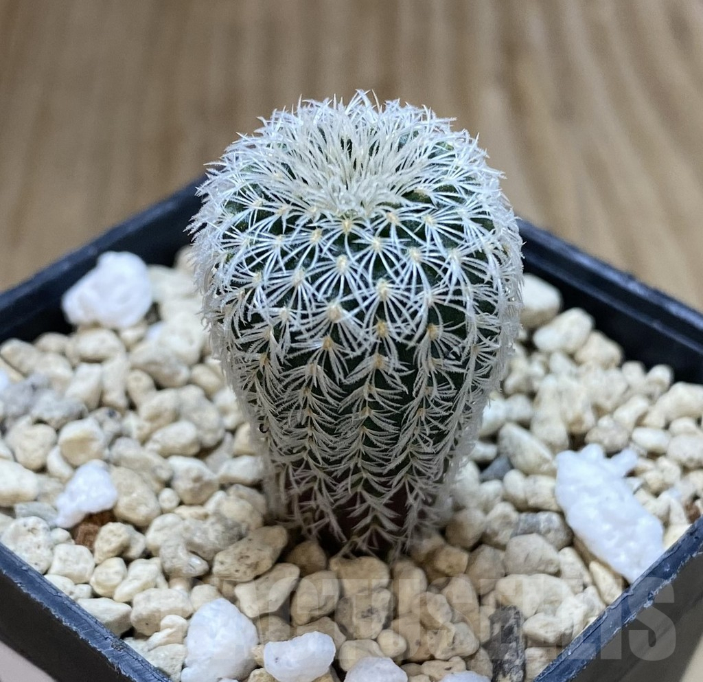 SHPR38889 Frailea densispina - Image 2