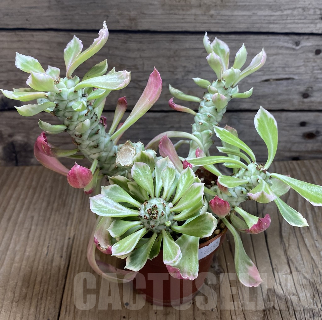 SHPR38863 Monadenium stapelioides f. variegata - Image 2