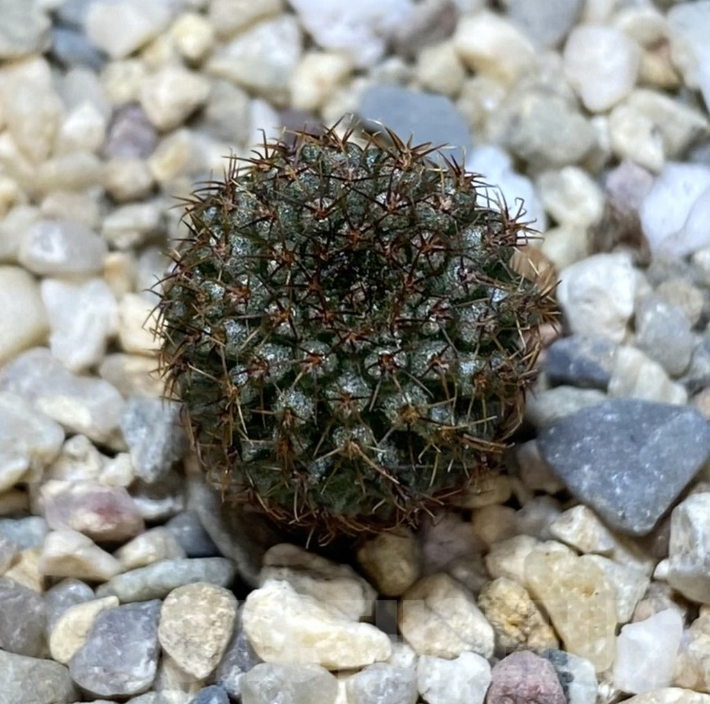 SHPR38891 Frailea chiquitana