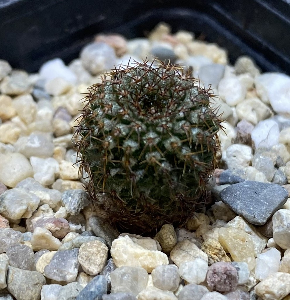 SHPR38891 Frailea chiquitana - Image 2