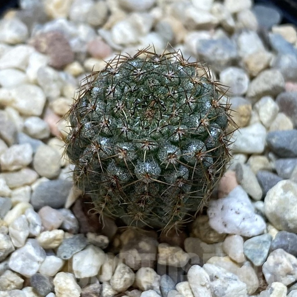 SHPR38892 Frailea chiquitana