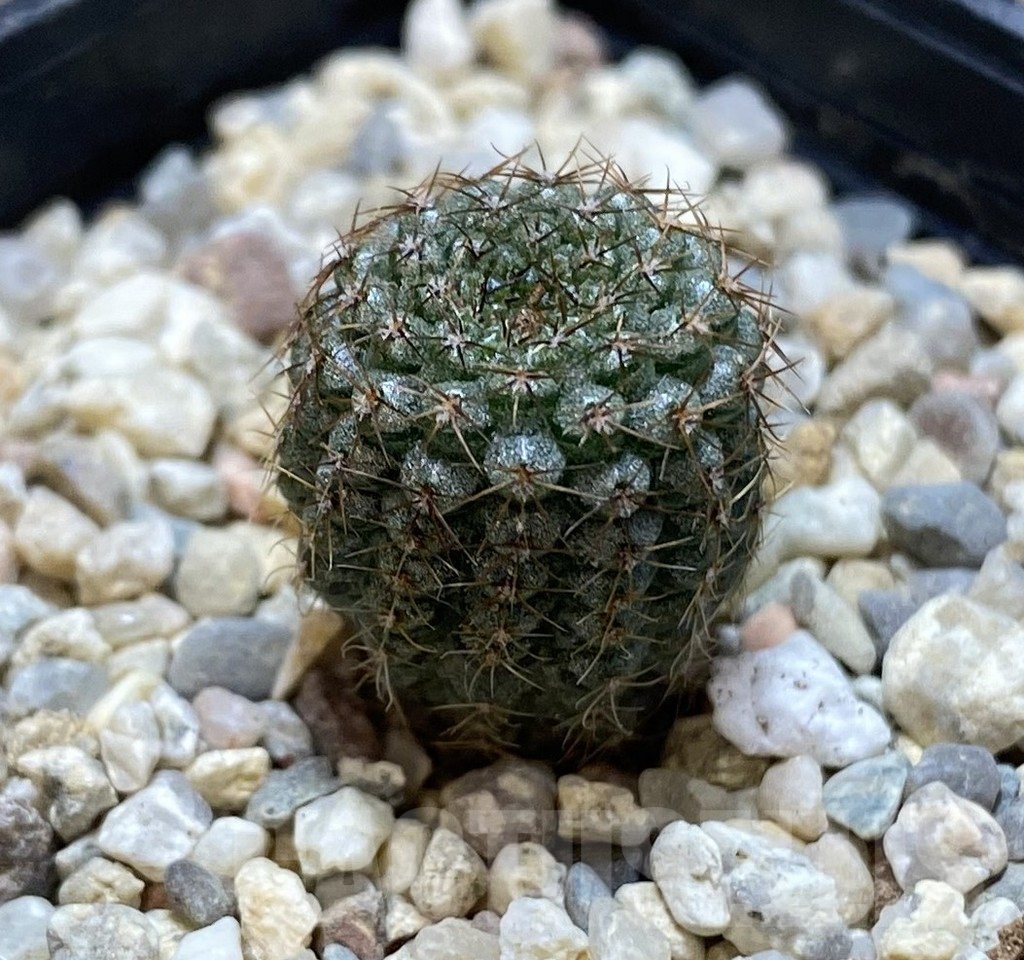 SHPR38892 Frailea chiquitana - Зображення 2