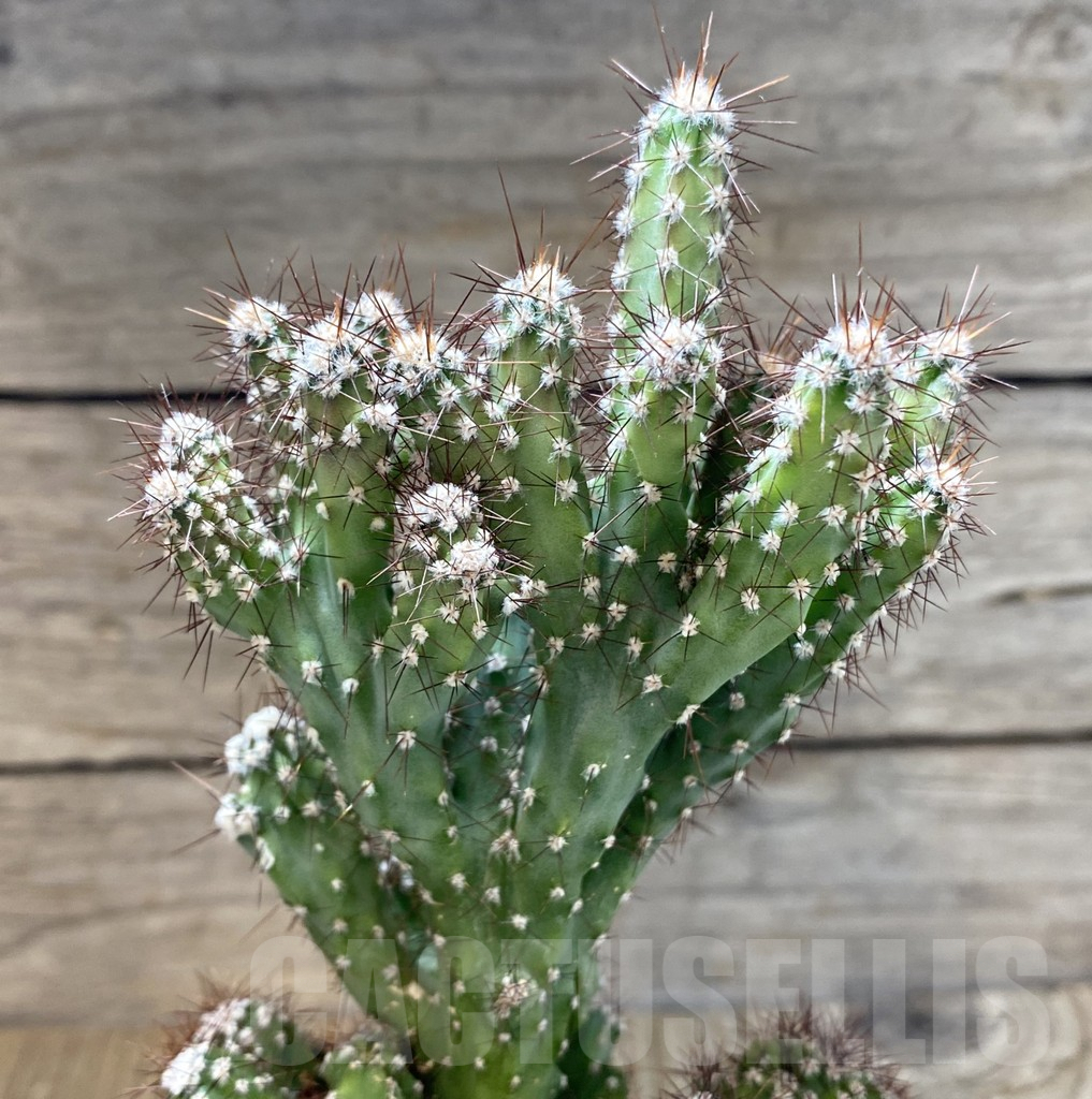 SHPR38940 Cereus peruvianus f. mostruosa cristata