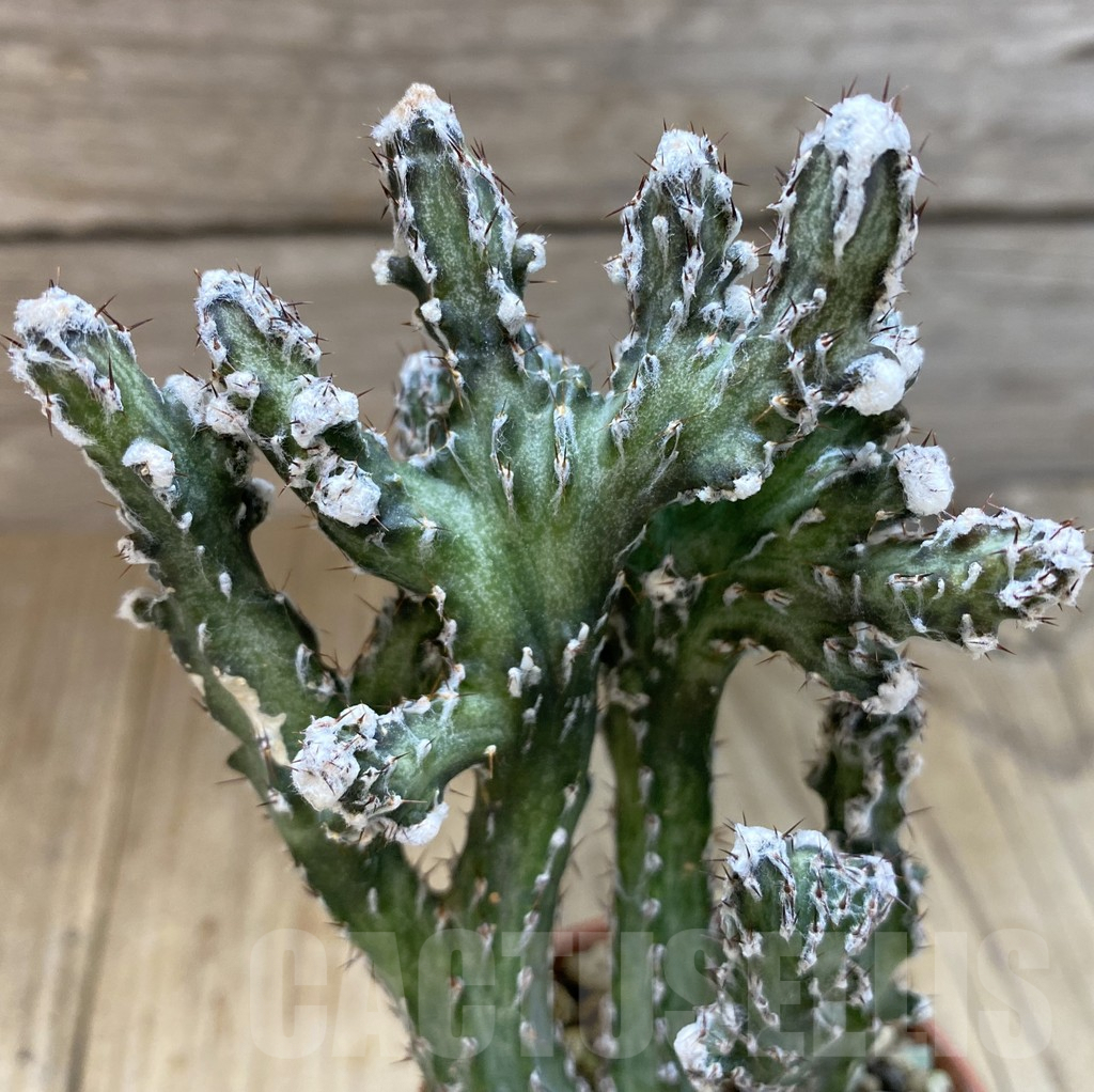 SHPR38941 Monvillea spegazzinii f. cristata