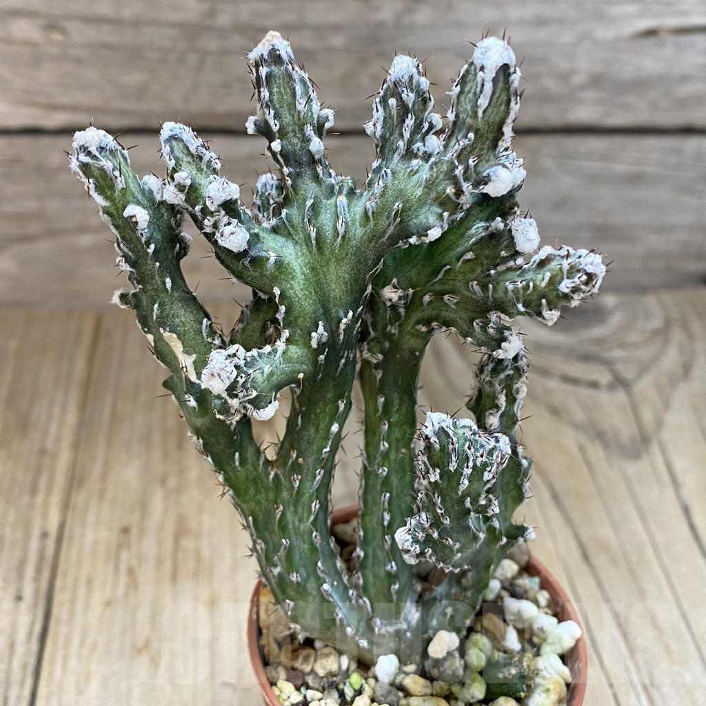 SHPR38941 Monvillea spegazzinii f. cristata - Image 2