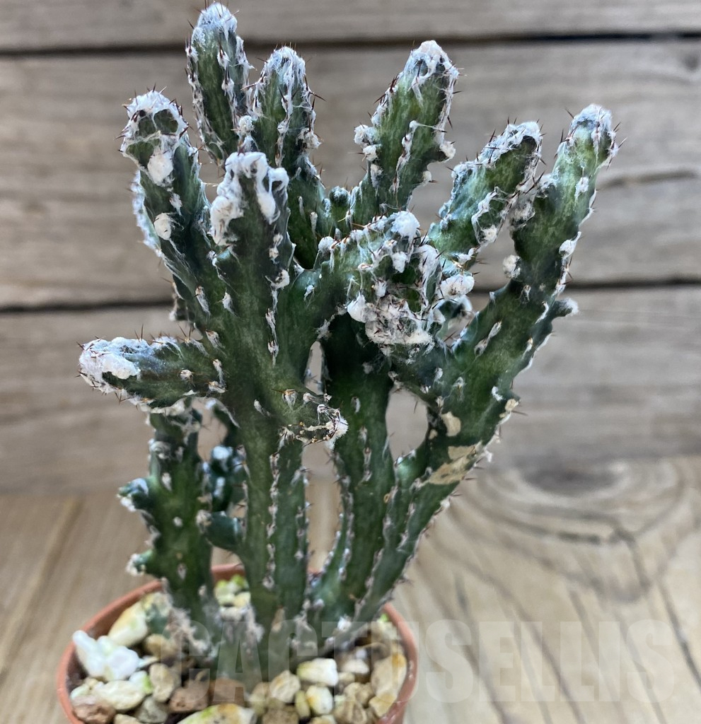 SHPR38941 Monvillea spegazzinii f. cristata - Image 3