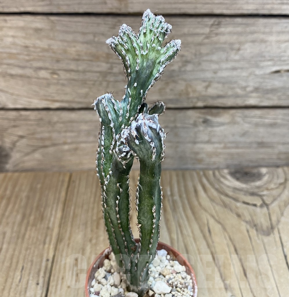 SHPR38942 Monvillea spegazzinii f. cristata - Image 2