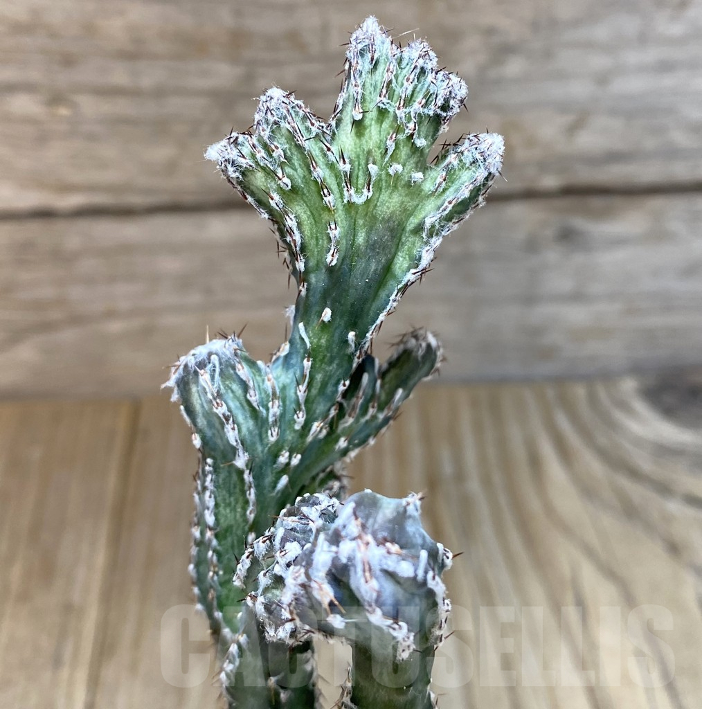 SHPR38942 Monvillea spegazzinii f. cristata