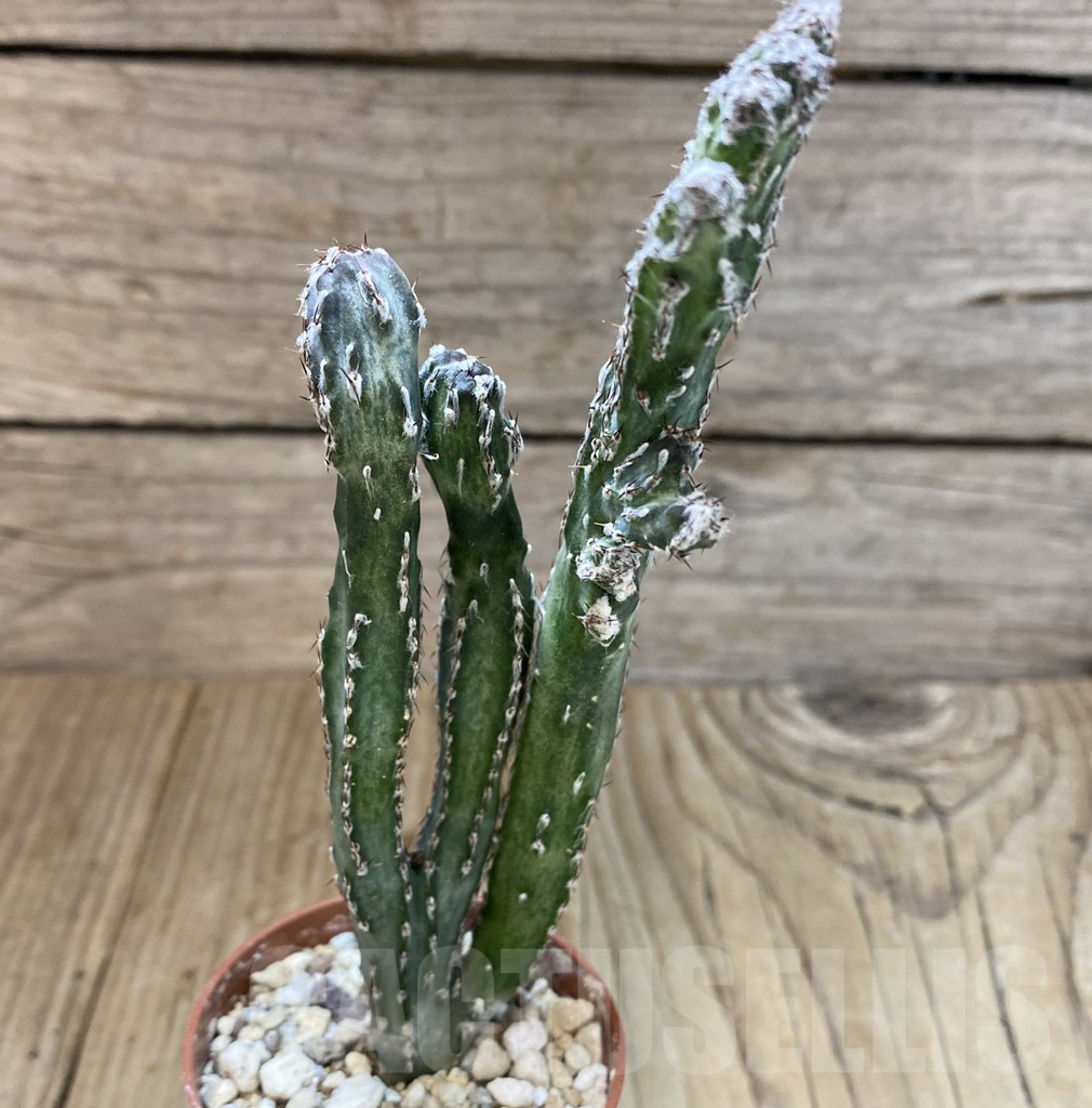 SHPR38942 Monvillea spegazzinii f. cristata - Image 3