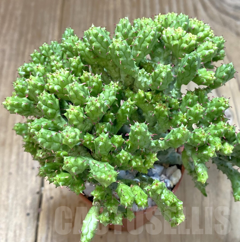 SHPR38938 Euphorbia enopla ‘Coral’ f. cristata - Obrázek 2