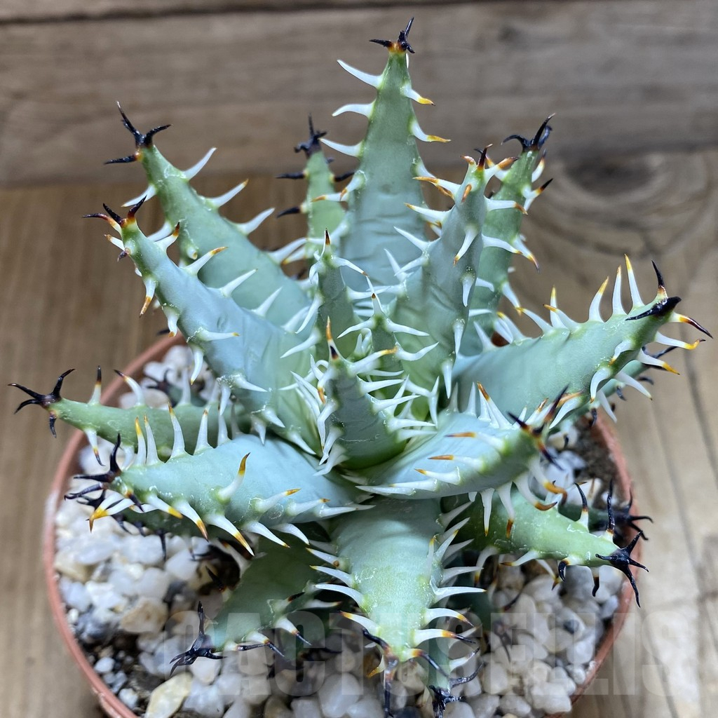 SHPR38943 Aloe erinacea