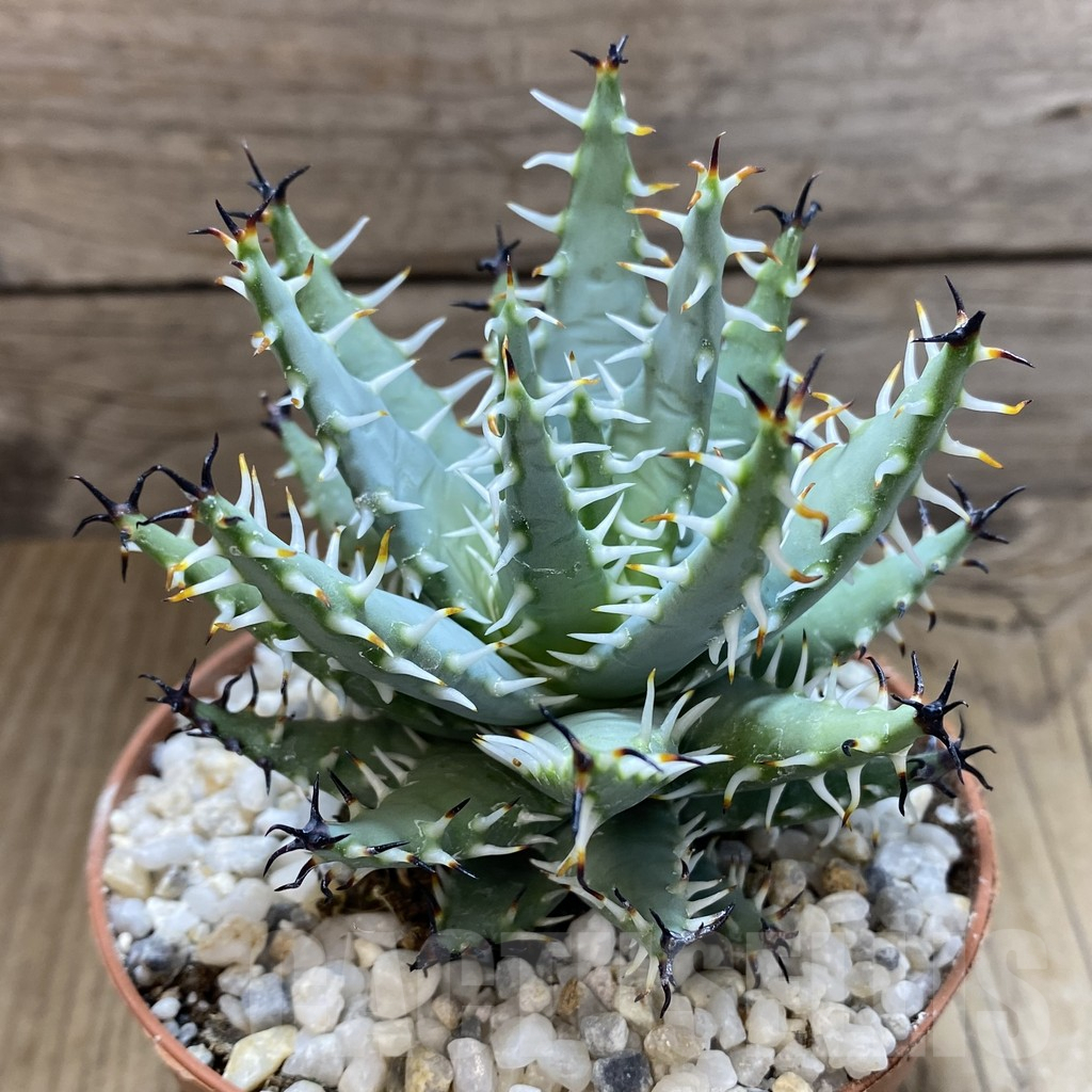 SHPR38943 Aloe erinacea - Image 2