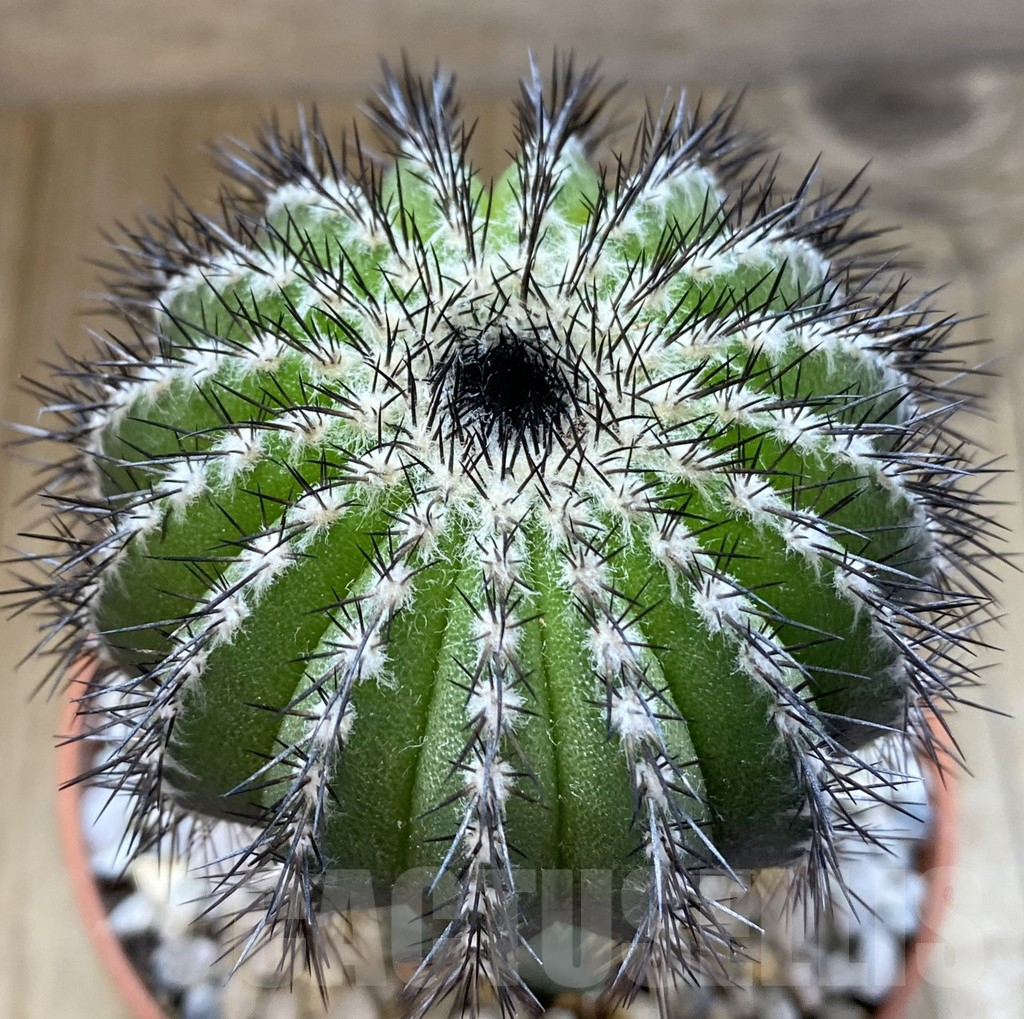 SHPR38944 Uebelmannia pectinifera, grafted