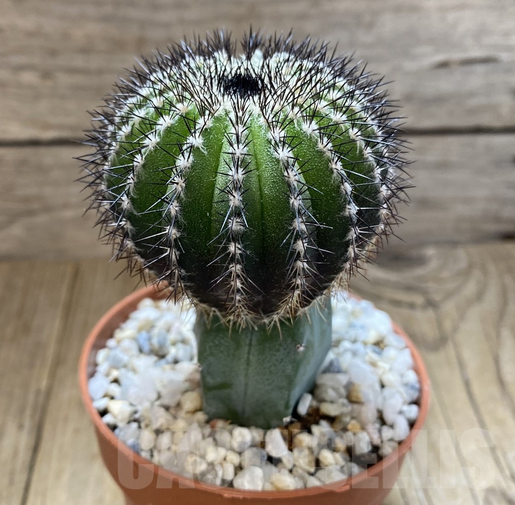 SHPR38944 Uebelmannia pectinifera, grafted - immagine 2