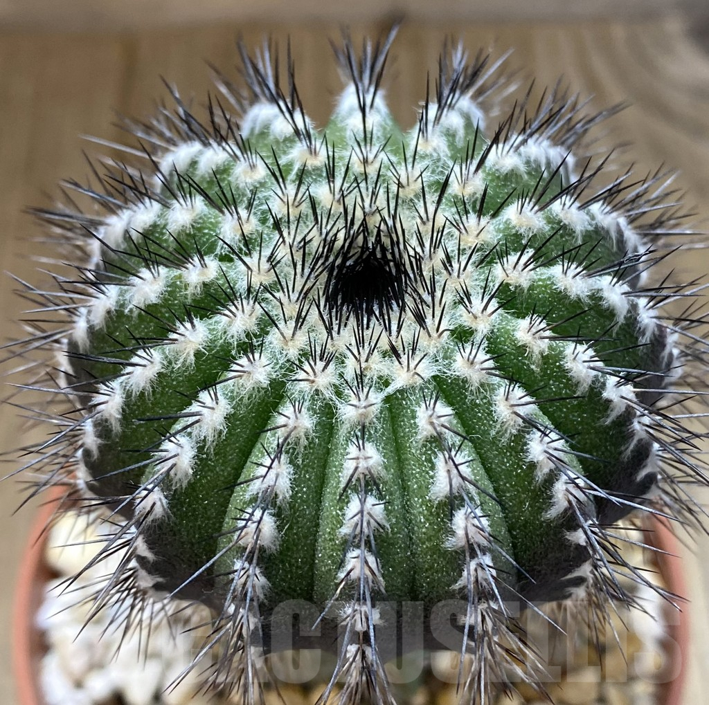 SHPR38945 Uebelmannia pectinifera, grafted