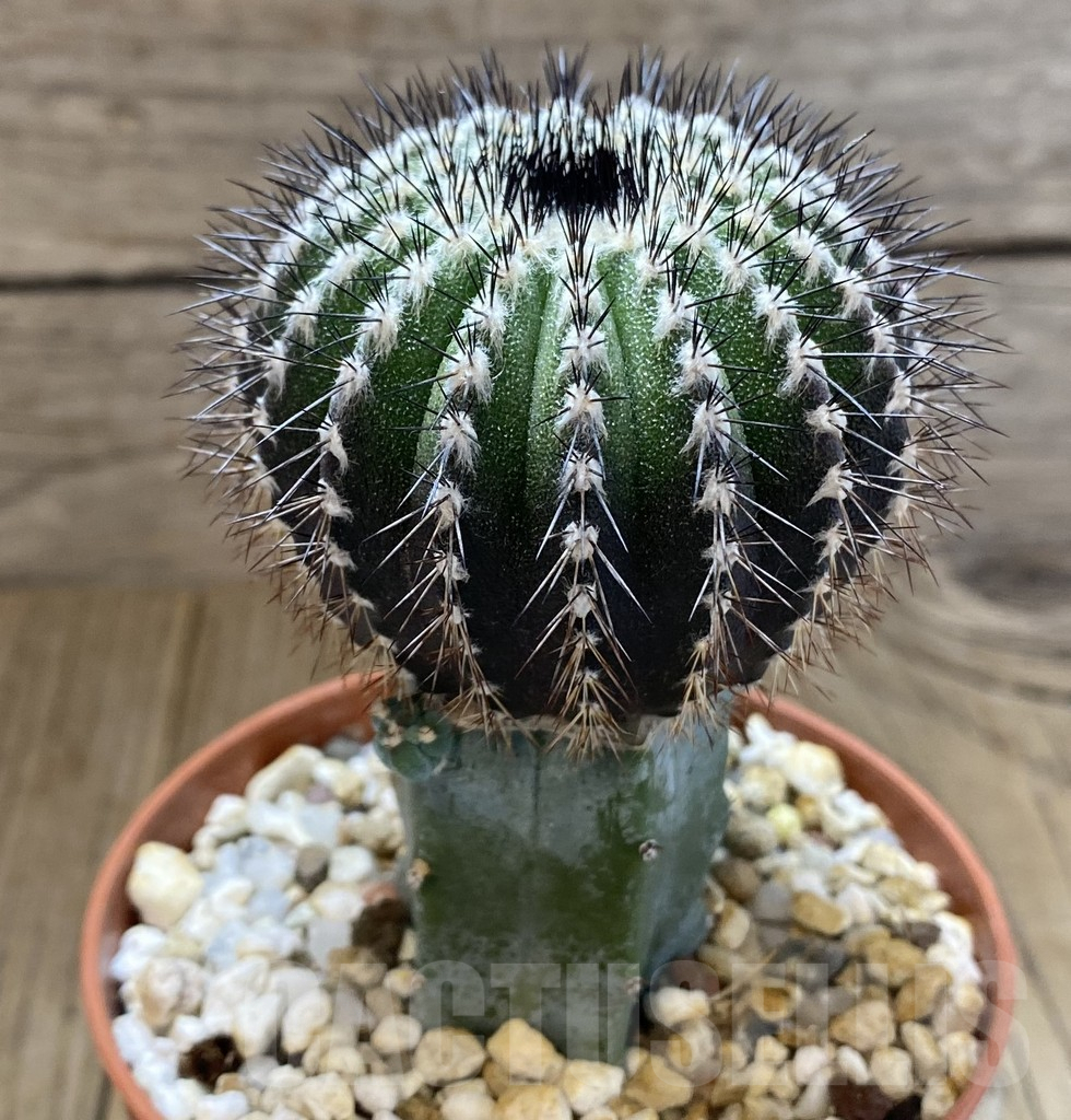 SHPR38945 Uebelmannia pectinifera, grafted – Bild 2