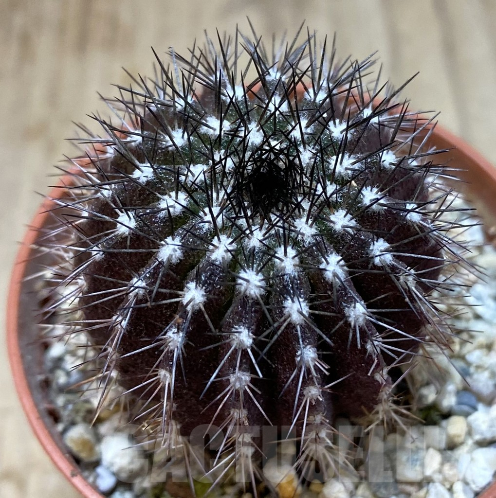 SHPR38946 Uebelmannia pectinifera, own roots