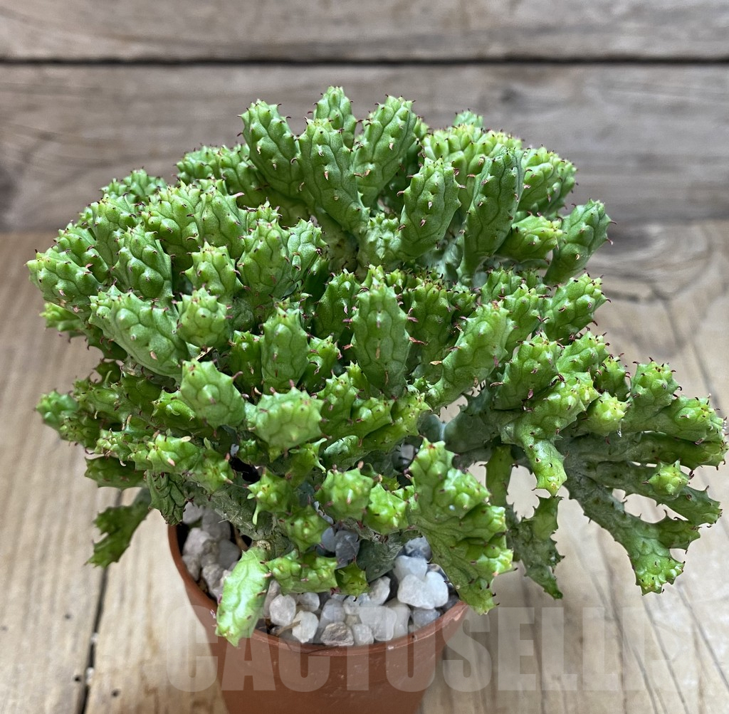 SHPR38938 Euphorbia enopla ‘Coral’ f. cristata