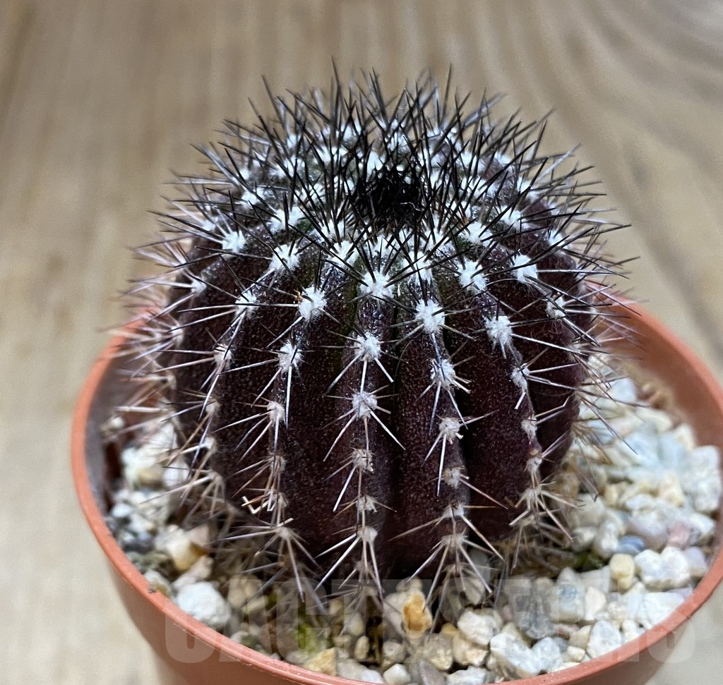 SHPR38946 Uebelmannia pectinifera, own roots – Bild 2