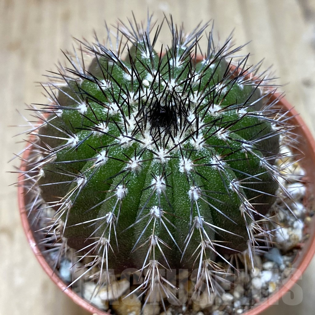 SHPR38947 Uebelmannia pectinifera, own roots