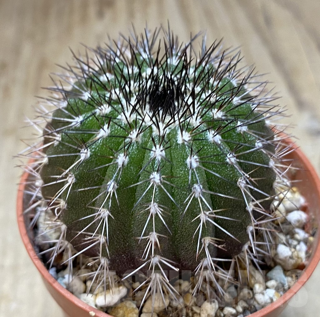 SHPR38947 Uebelmannia pectinifera, own roots – Bild 2