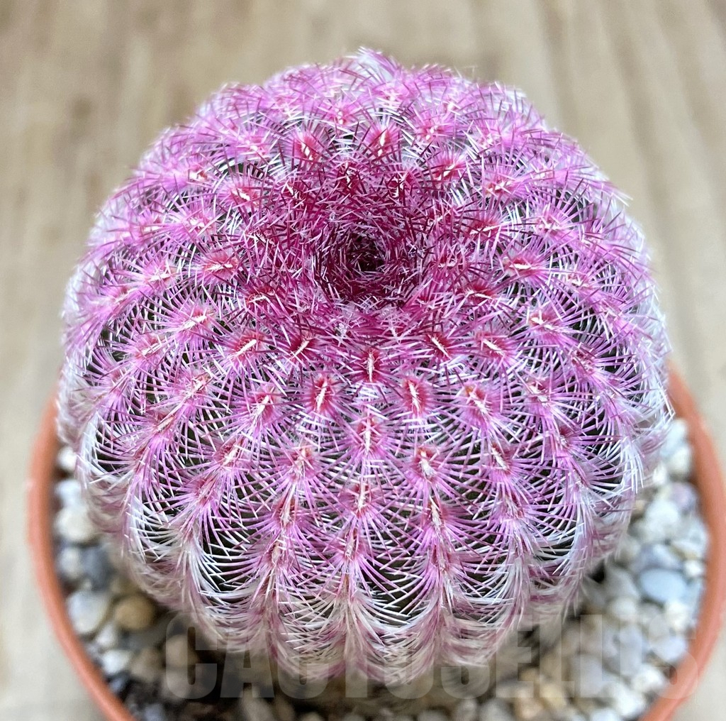 SHPR38948 Echinocereus rigidissimus v. rubispinus