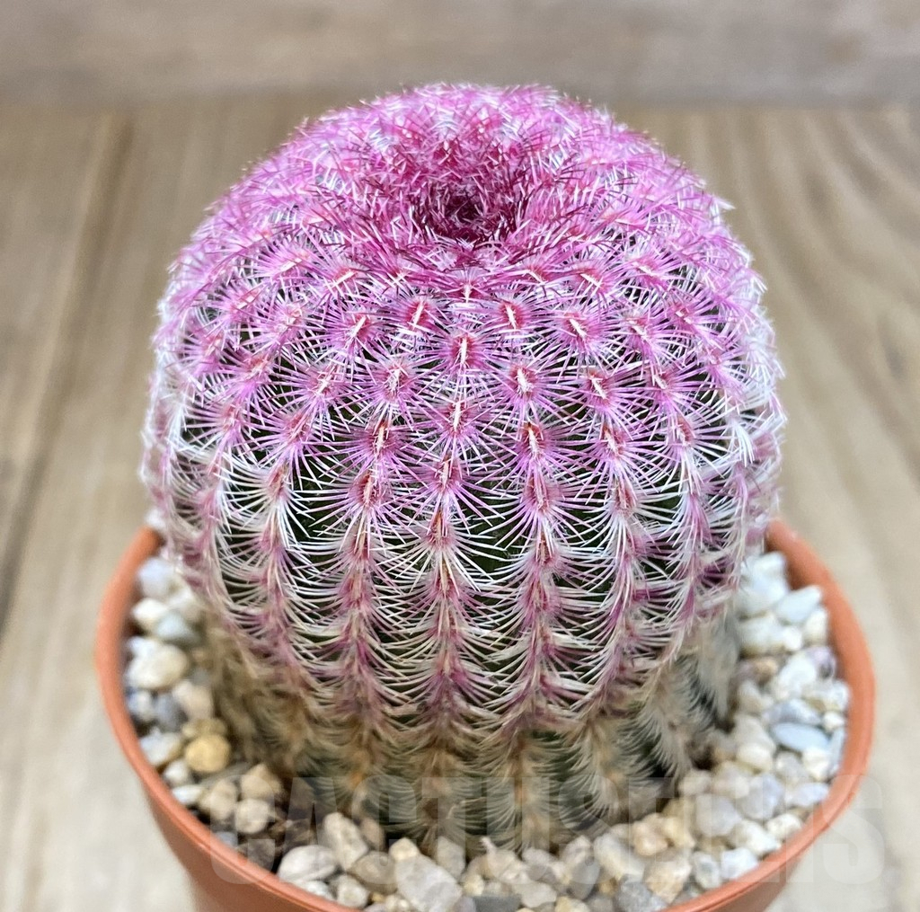 SHPR38948 Echinocereus rigidissimus v. rubispinus – Bild 2