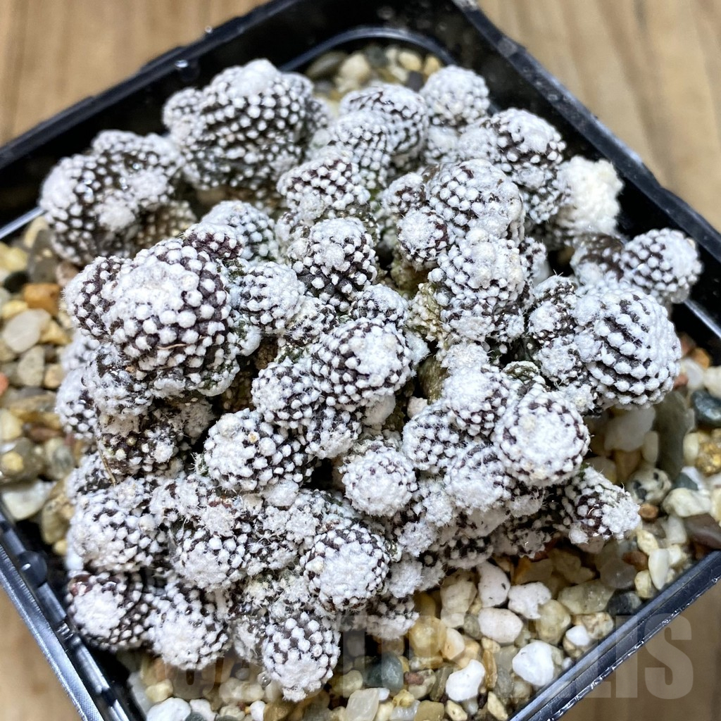 SHPR38950 Copiapoa tenuissima f. monstrosa