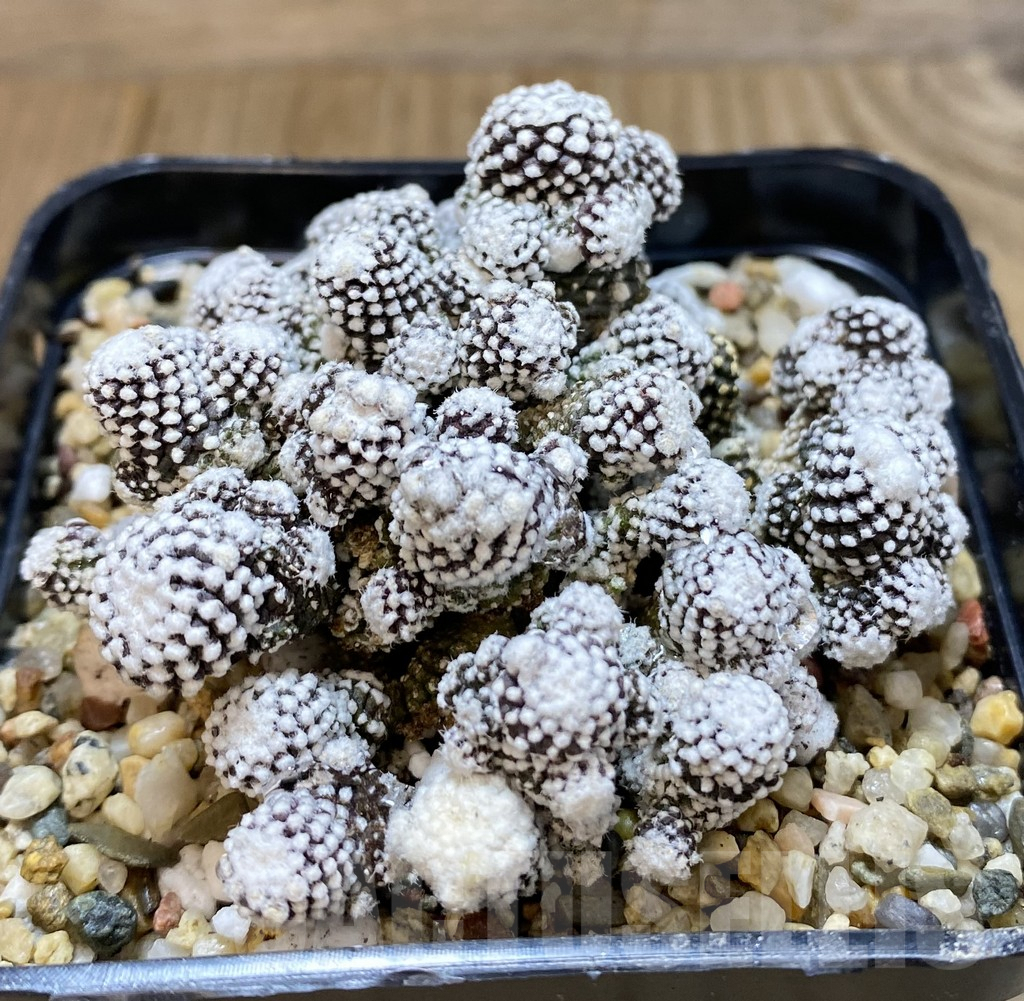 SHPR38950 Copiapoa tenuissima f. monstrosa – Bild 2