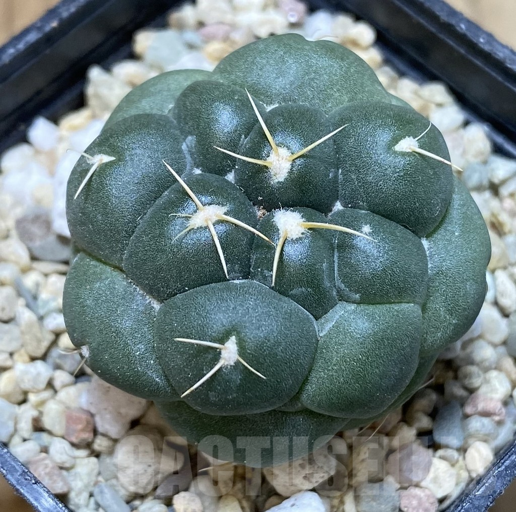SHPR38952 Coryphantha elephantidens ‘inermis’ – Bild 2