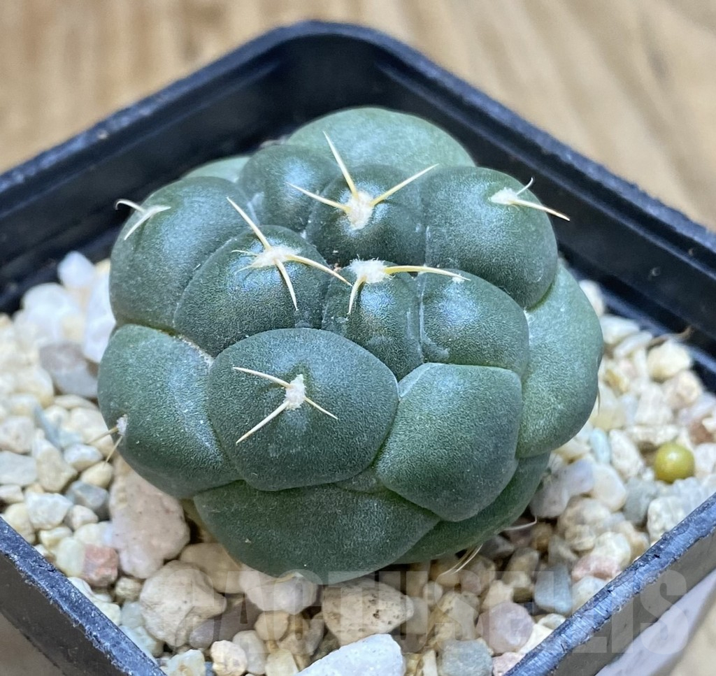 SHPR38952 Coryphantha elephantidens ‘inermis’ – Bild 3