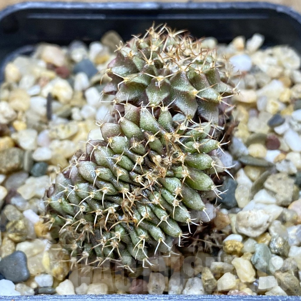 SHPR38955 Gymnocalycium mihanovichii f. cristata