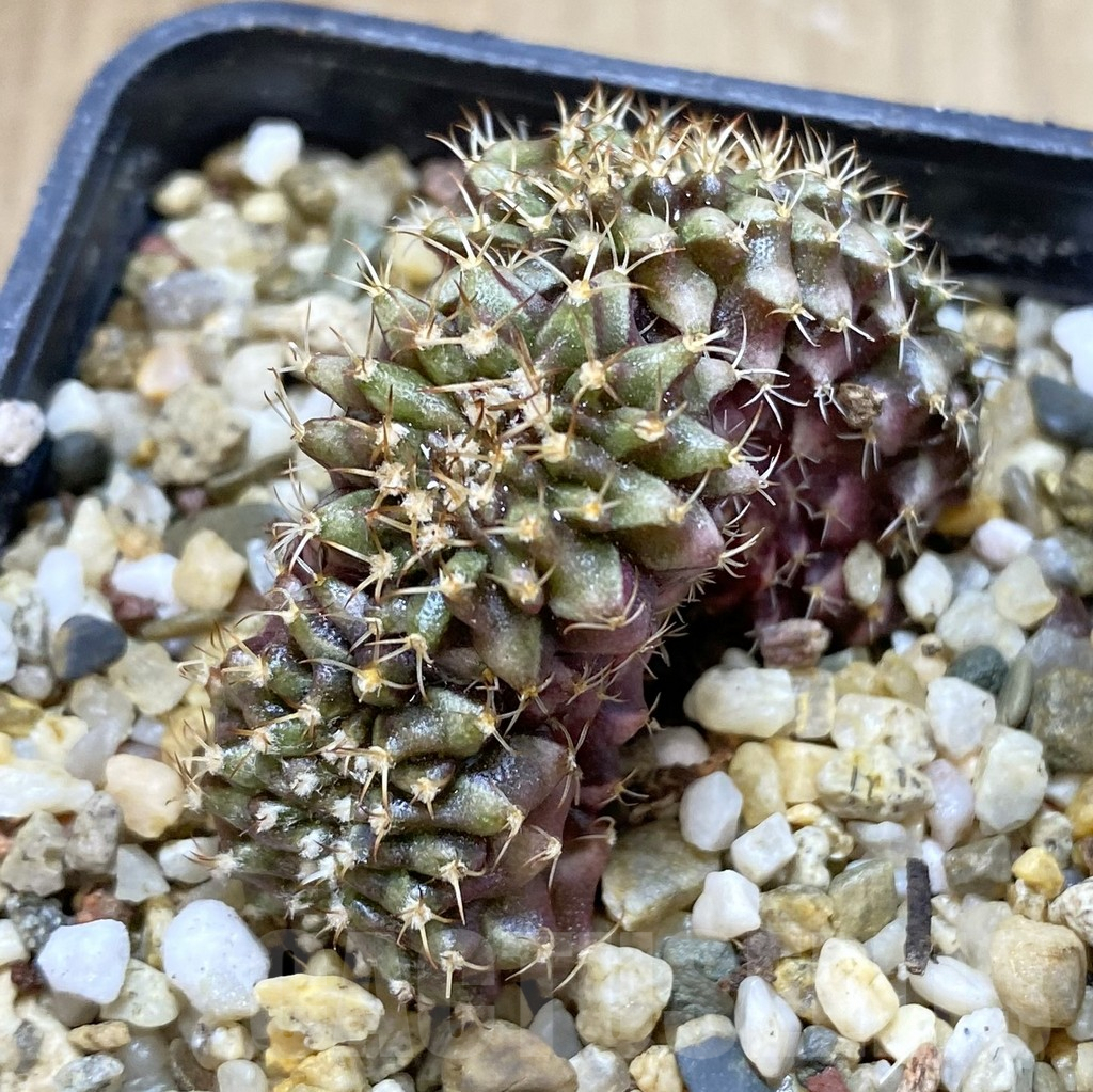 SHPR38955 Gymnocalycium mihanovichii f. cristata - immagine 2