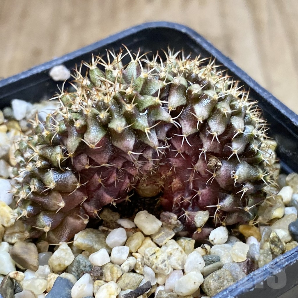 SHPR38955 Gymnocalycium mihanovichii f. cristata - immagine 3