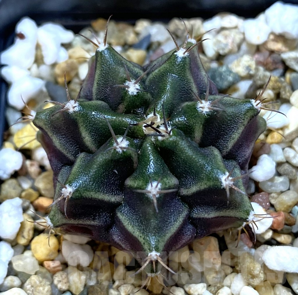 SHPR38957 Gymnocalycium mihanovichii seedling