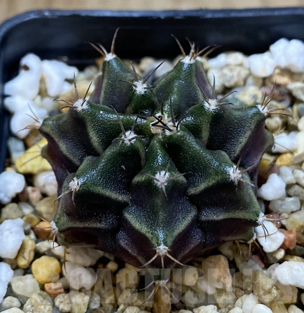 SHPR38957 Gymnocalycium mihanovichii seedling – Image 2