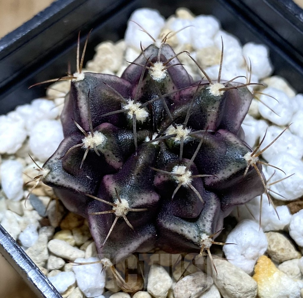 SHPR38958 Gymnocalycium mihanovichii seedling