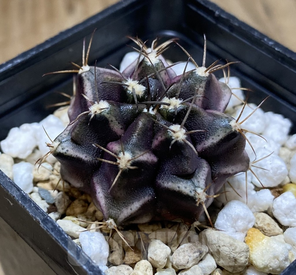 SHPR38958 Gymnocalycium mihanovichii seedling – Image 2