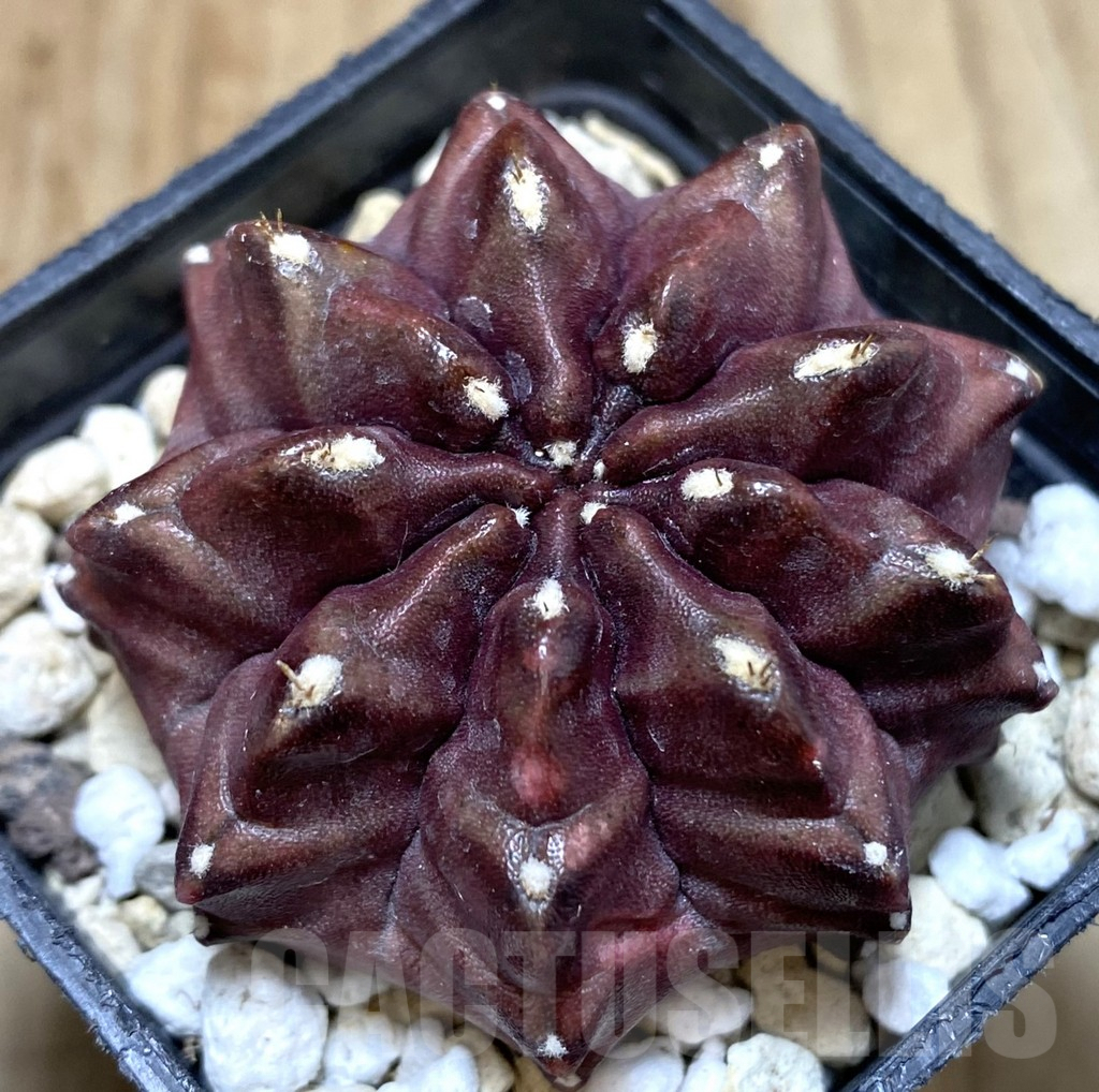 SHPR38959 Gymnocalycium mihanovichii 'Nana'