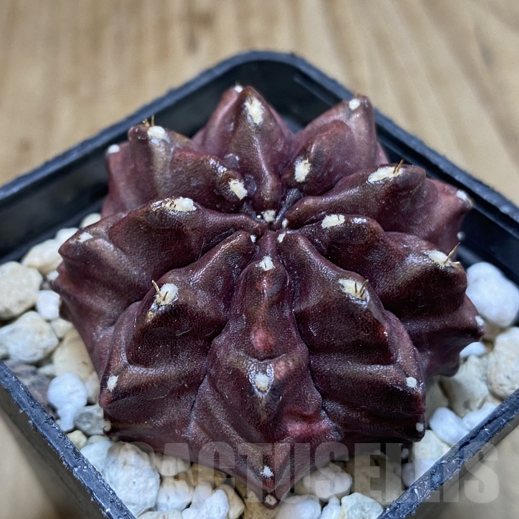 SHPR38959 Gymnocalycium mihanovichii 'Nana' – Image 2