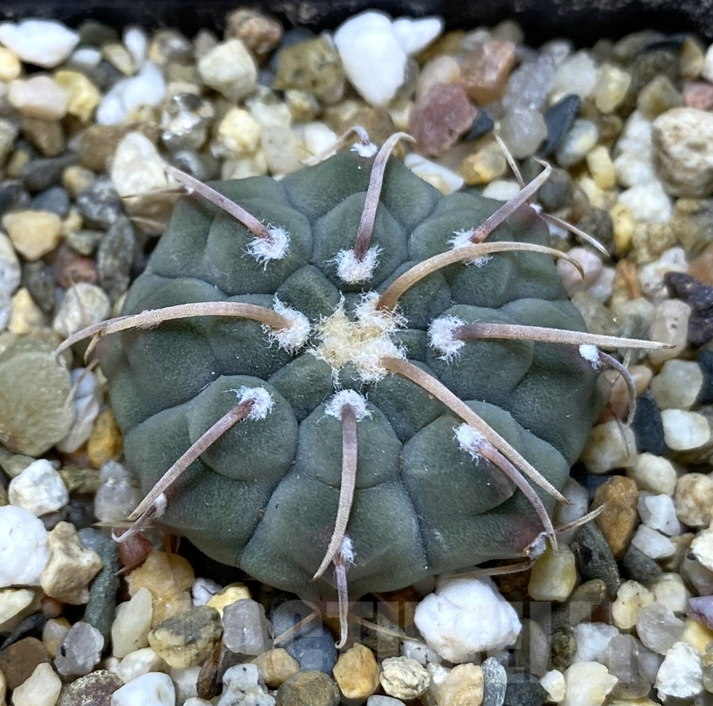 SHPR38960 Gymnocalycium vatteri, selection