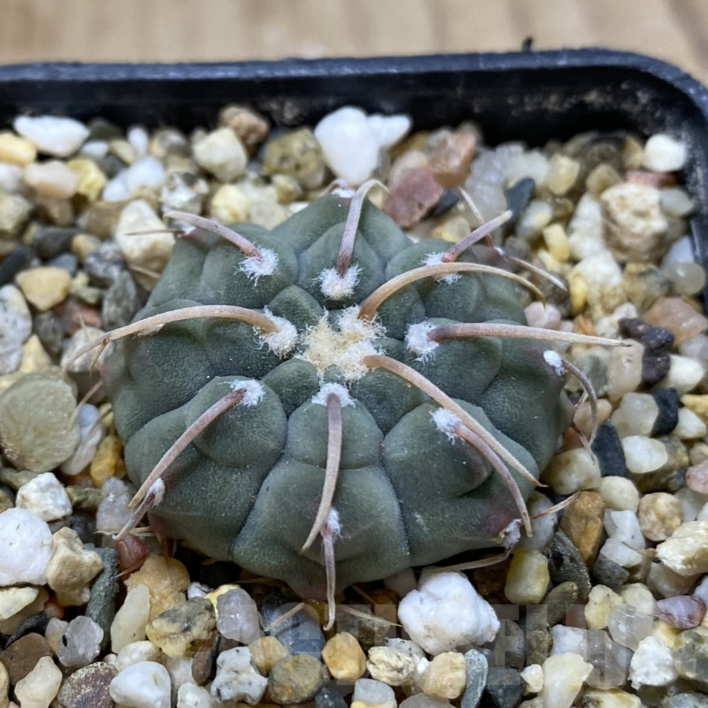 SHPR38960 Gymnocalycium vatteri, selection – Image 2