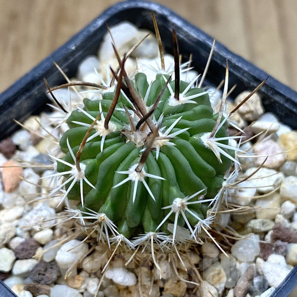 SHPR38962 Echinofossulocactus zacatecasensis