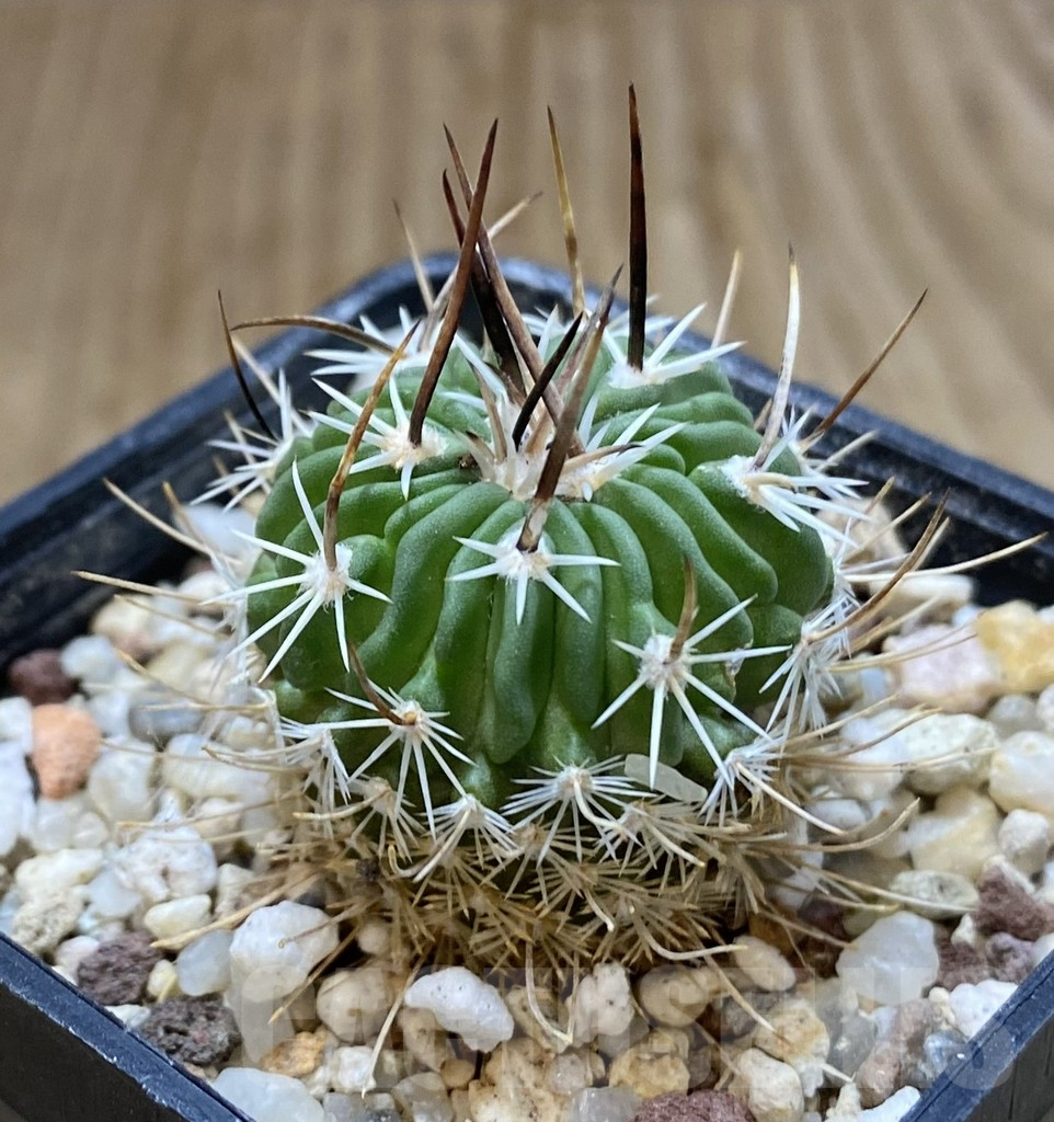 SHPR38962 Echinofossulocactus zacatecasensis – Image 2