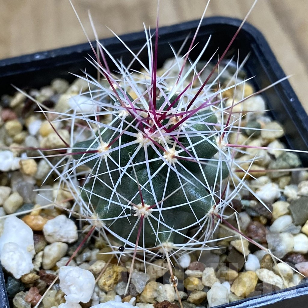 SHPR38963 Ferocactus haematacanthus -El Amparo-
